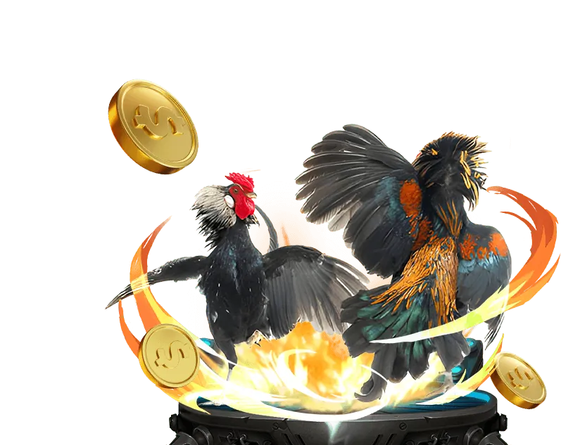 Bình luận viên đá gà chuyên nghiệp đang phân tích trận đấu